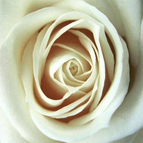 flower wall art, flower abstract art, floral on canvas, flower canvas, art print floral