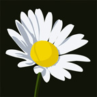 daisy canvas print, flower canvas print, flower canvas, art flower wall, floral art print, digital flower art