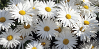 daisy on canvas, flower art photos, digital art floral, flower canvas, floral art work