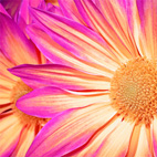 pink daisy canvas print, flower wall art, art nouveau flower, art flower abstract, flower pop art
