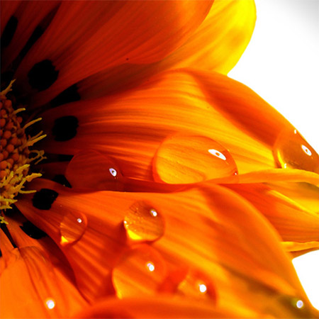 art flower work, flower art photos, digital art floral, flower canvas, floral art work