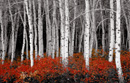 red forest canvas art, red forest wall art