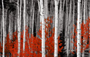 forest canvas print, red landscape art