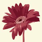 gerbera on canvas, art flower work, flower art photos, digital art floral, flower canvas, floral art work