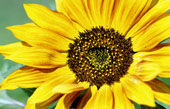 sunflower canvas art, flower art photos, digital art floral, floral art work