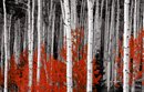 forest canvas print, red landscape art