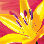 lillies canvas wall art, flower abstract art, floral on canvas, flower canvas, art print floral